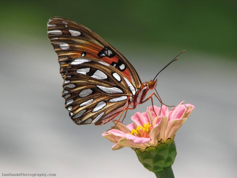 Gulf Fritillary Butterfly on a Zinnia Flower