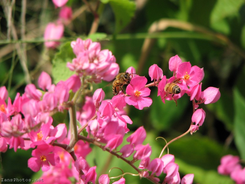 Pink coral vine flowers with bee