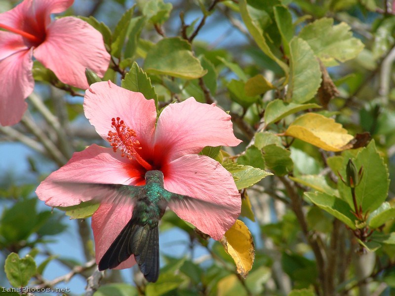 Humming bird photo, Abaco Bahamas