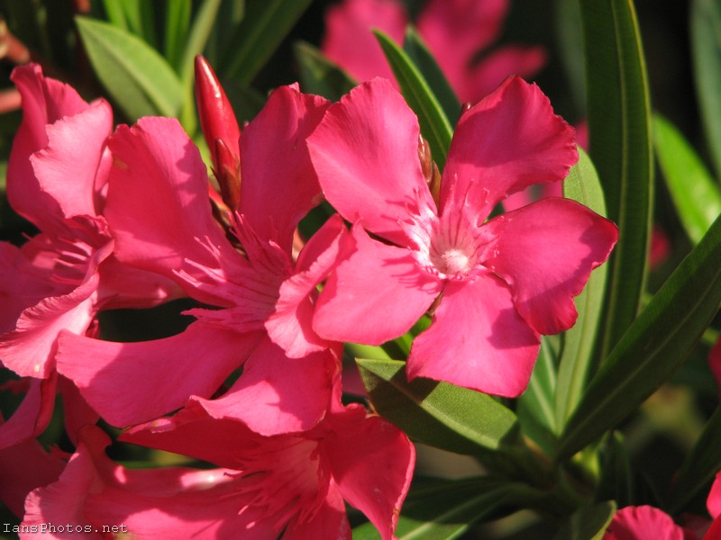 Pink Oleander Flower