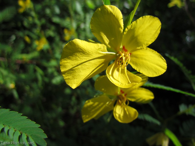 Yellow flower partridge pea, chamaecrista fasciculata.