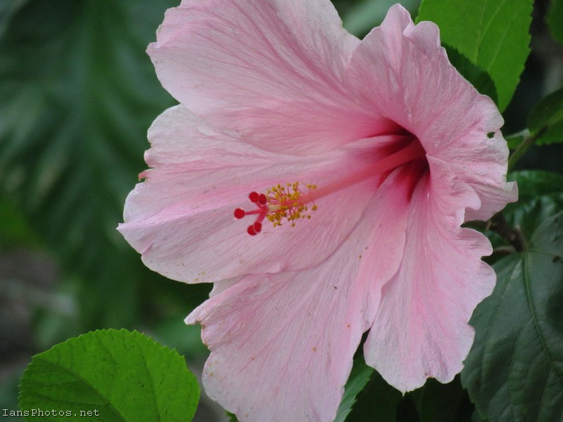 Pink Hibiscus Flower