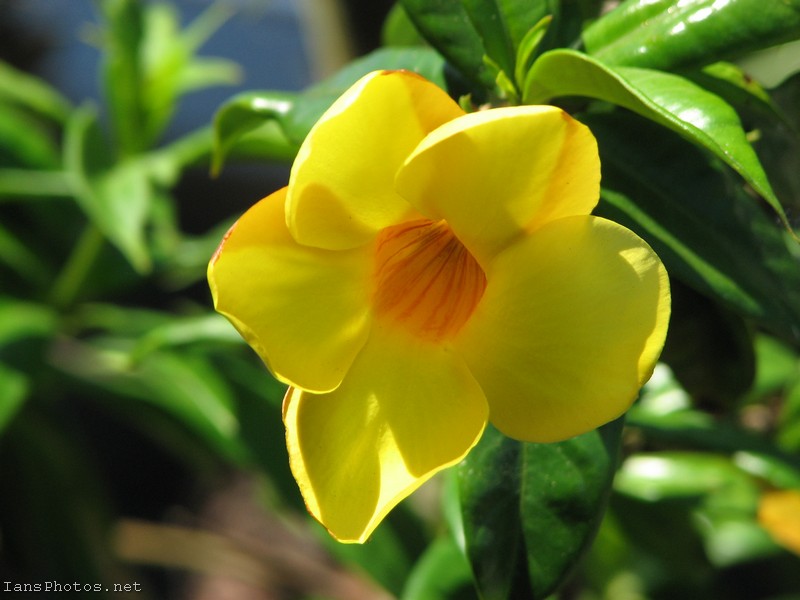 Yellow Alamanda Flower