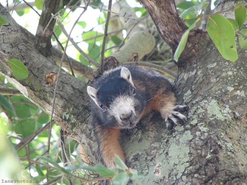 Fox squirrel in oak tree