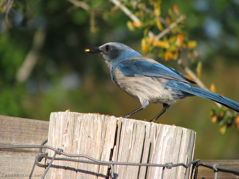 Blue Scrub Jay Bird