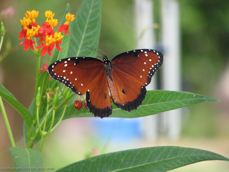 Queen Butterfly Closeup