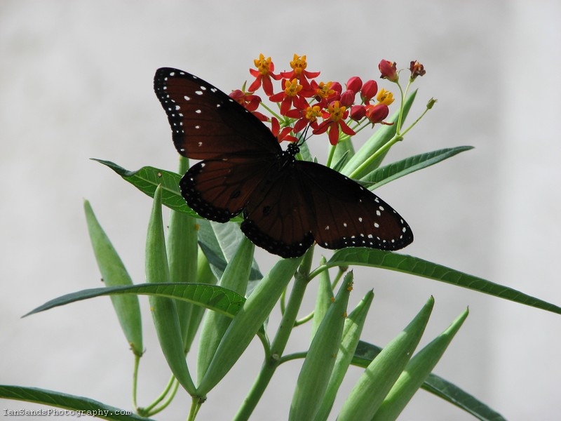 Queen butterfly on milkweed photo