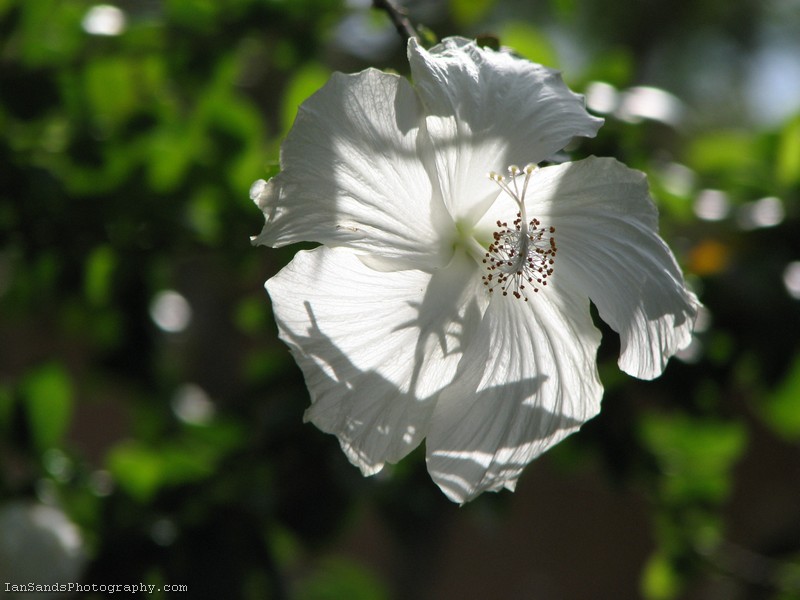 White hibiscus flower photography