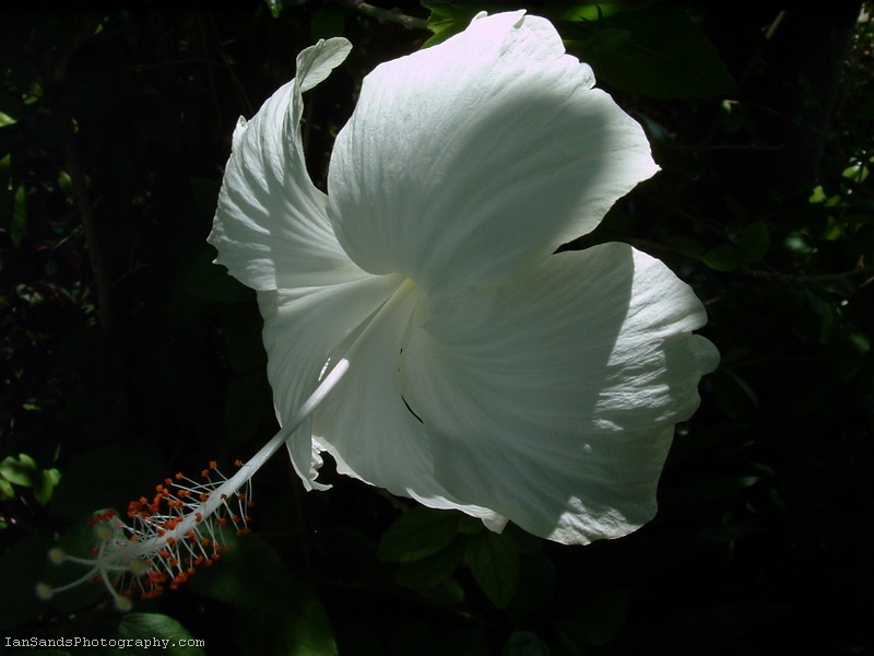 White hibiscus flower photo