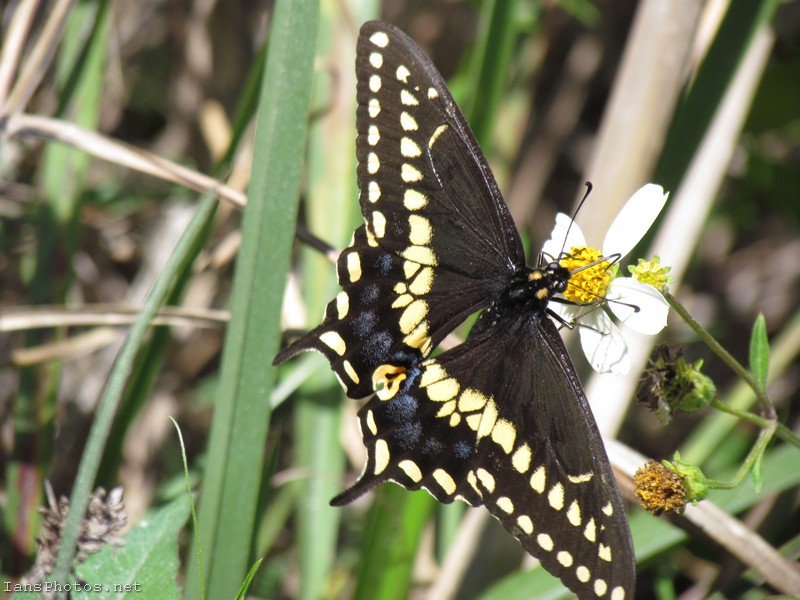 Black Swallowtail butterfly at okaloacoochee slough state forest