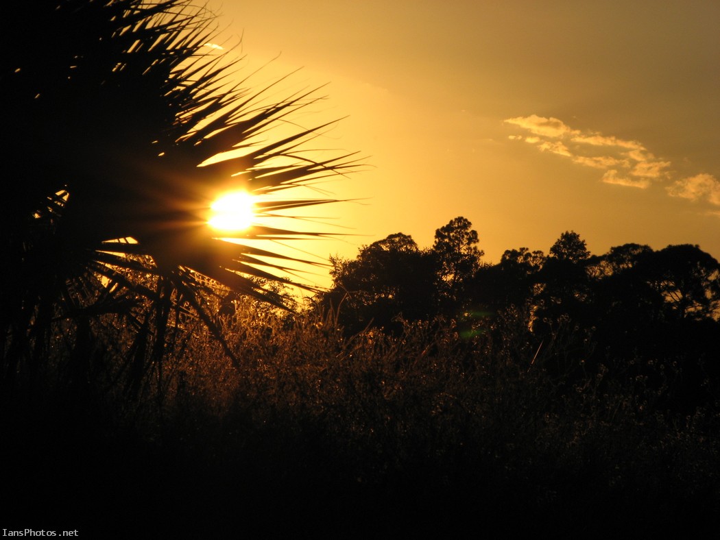 Florida pasture sunset