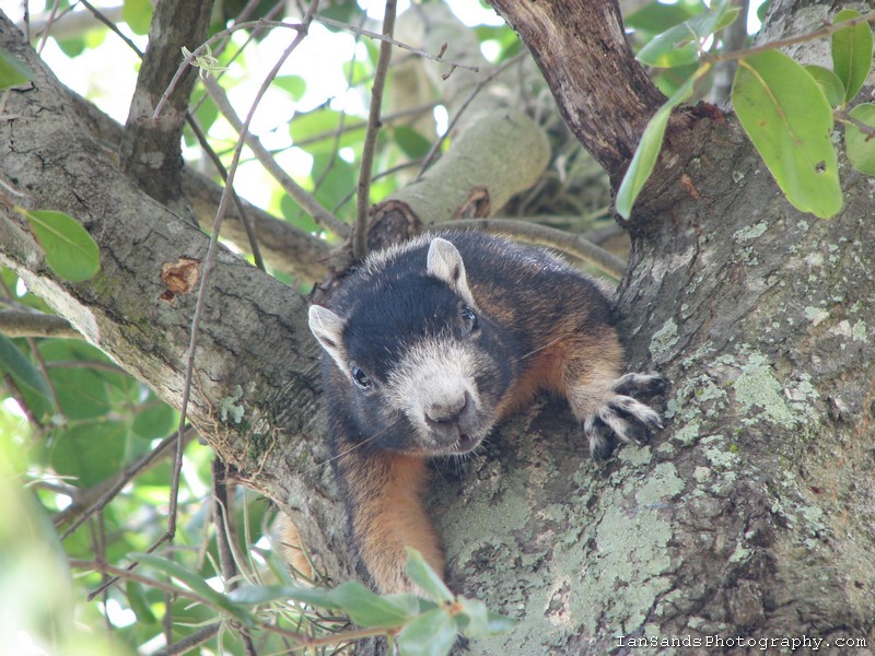 Fox squirrel in oak tree