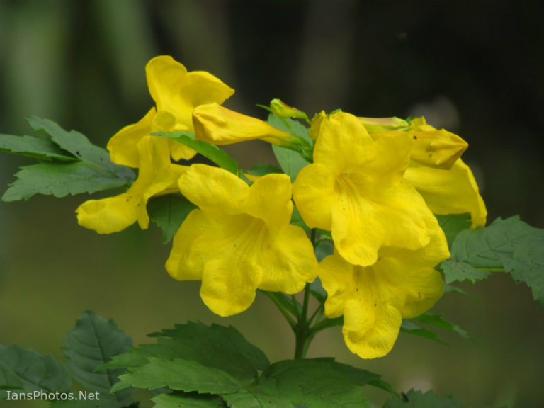 Yellow elder plant, colorful flowers – IansPhotos.Net