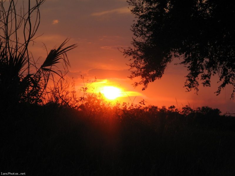 Florida pasture sunset
