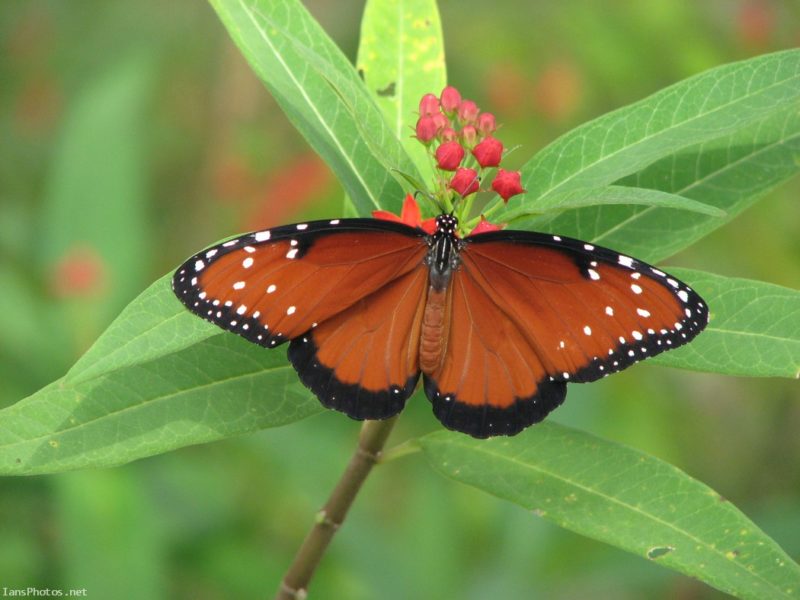 Queen butterfly on milkweed