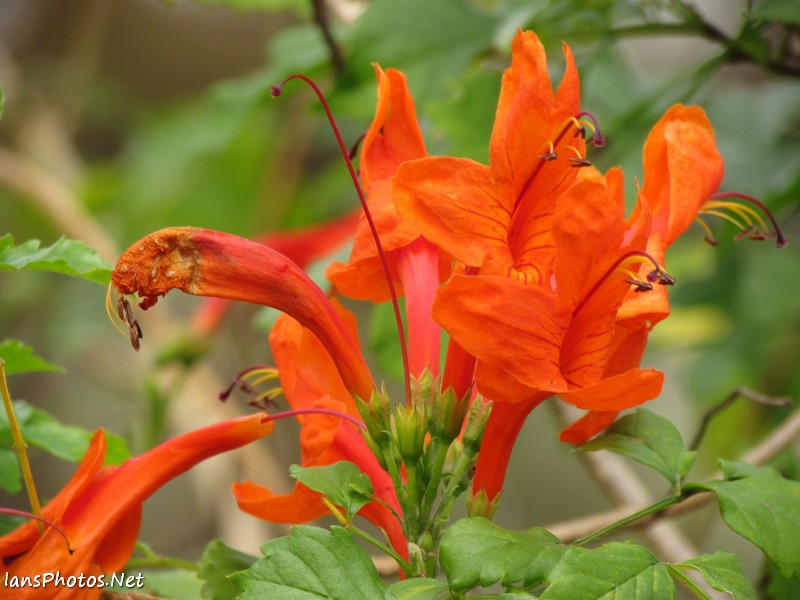 Orange honeysuckle flower