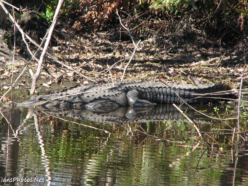 Alligator Photo