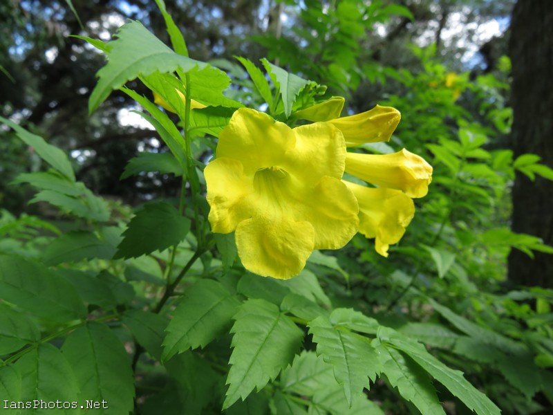 Yellow Elder Flower