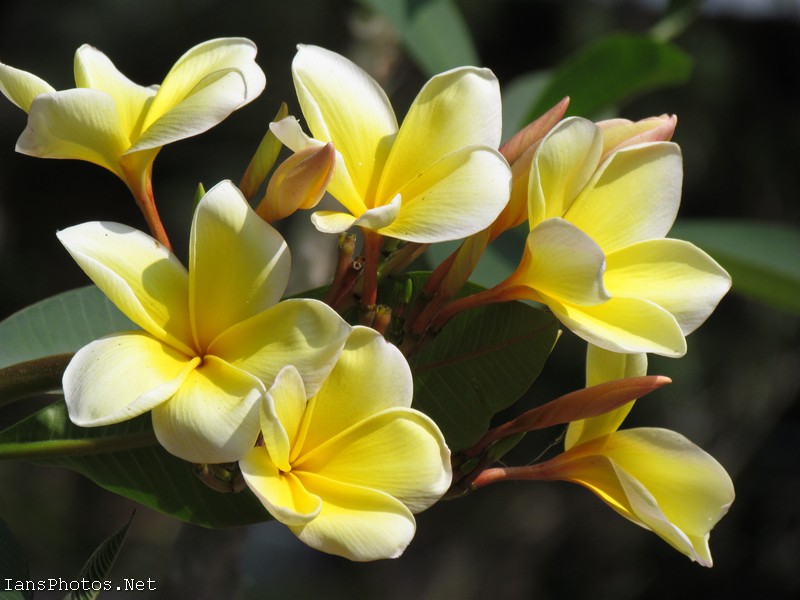 Yellow Frangipani Flowers – IansPhotos.Net