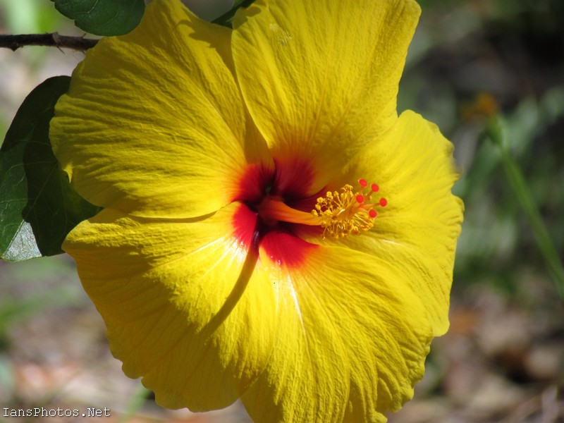 Yellow Hibiscus Flower Photography