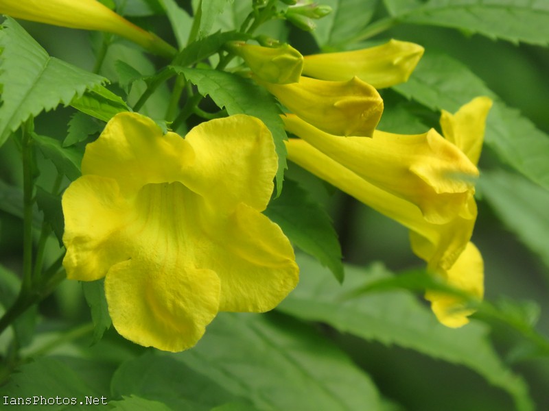 Yellow Elder Flowers Photo Closeup