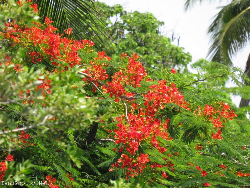 Royal Poinciana Tree Flowers