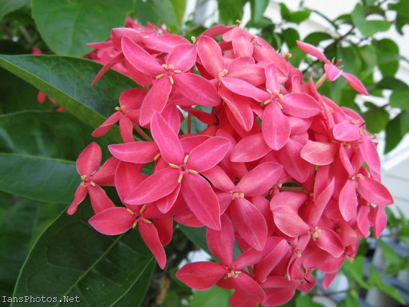 Pink Ixora Flower