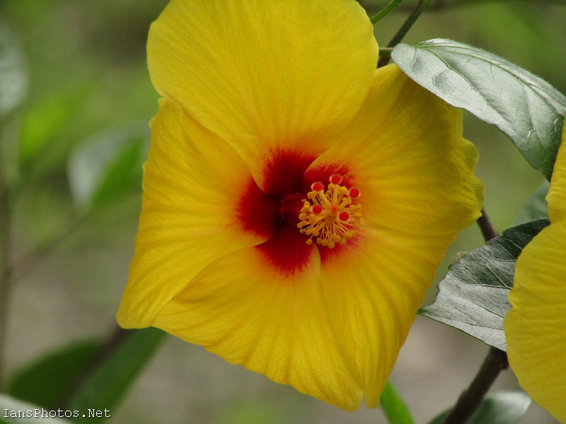 Yellow Hibiscus Flower With Red Center