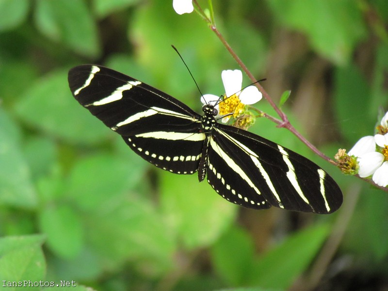 Zebra Winged Butterfly on Spanish Needle Flower